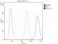 Anti-ADK Antibody Picoband™ (monoclonal, 7F4)