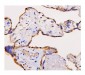 Anti-ADK Antibody Picoband™ (monoclonal, 7F4)