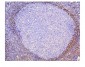 Anti-ADK Antibody Picoband™ (monoclonal, 7F4)