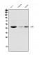 Anti-ADK Antibody Picoband™ (monoclonal, 7F4)