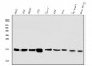 Anti-COX IV COX4I1 Antibody Picoband™ (monoclonal, 4G11)