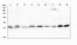 Anti-Cofilin 2/CFL2 Antibody Picoband™ (monoclonal, 8C13)