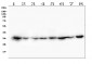 Anti-CDK1 Antibody Picoband™ (monoclonal, 2G11)