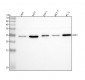 Anti-BAK/BAK1 Antibody Picoband™ (monoclonal, 4C2)