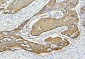 Anti-Hsp27/HSPB1 Antibody Picoband™ (monoclonal, 3H3)