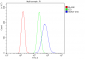 Anti-Hsp27/HSPB1 Antibody Picoband™ (monoclonal, 3H3)