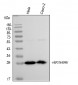 Anti-Hsp27/HSPB1 Antibody Picoband™ (monoclonal, 3H3)