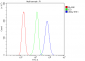 Anti-SAE2/UBA2 Antibody Picoband™ (monoclonal, 5H11)