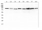 Anti-SAE2/UBA2 Antibody Picoband™ (monoclonal, 5H11)