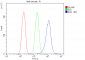 Anti-IRS1 Antibody Picoband™ (monoclonal, 10I3)