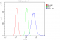 Anti-IRS1 Antibody Picoband™ (monoclonal, 10I3)