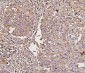 Anti-IRS1 Antibody Picoband™ (monoclonal, 10I3)