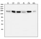 Anti-IRS1 Antibody Picoband™ (monoclonal, 10I3)