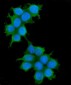 Anti-IRS1 Antibody Picoband™ (monoclonal, 10I3)