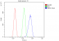 Anti-Hsp60/HSPD1 Antibody Picoband™ (monoclonal, 6G2)