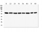 Anti-Hsp60/HSPD1 Antibody Picoband™ (monoclonal, 6G2)