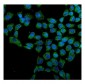 Anti-Hsp60/HSPD1 Antibody Picoband™ (monoclonal, 6G2)