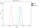 Anti-SDHB Antibody Picoband™ (monoclonal, 2I3)