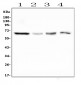 Anti-PLK1 Antibody Picoband™ (monoclonal, 6D11)