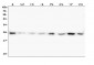 Anti-HMGB1 Antibody Picoband™ (monoclonal, 5H3)