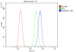 Anti-SQSTM1/p62 Antibody Picoband™ (monoclonal, 3H11)