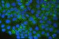 Anti-SQSTM1/p62 Antibody Picoband™ (monoclonal, 3H11)