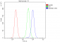 Anti-SQSTM1/p62 Antibody Picoband™ (monoclonal, 3H11)