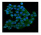 Anti-SQSTM1/p62 Antibody Picoband™ (monoclonal, 3H11)