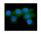 Anti-RAB27A Antibody Picoband™ (monoclonal, 2F5)