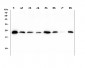 Anti-Ran Antibody Picoband™ (monoclonal, 5D5)