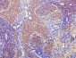 Anti-CD43/SPN Antibody Picoband™ (monoclonal, 4I3)