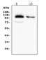 Anti-CD43/SPN Antibody Picoband™ (monoclonal, 4I3)