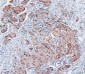 Anti-COMT Antibody Picoband™ (monoclonal, 15C10)