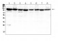 Anti-MVP Antibody Picoband™ (monoclonal, 8B12)