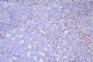 Anti-CD79a Antibody Picoband™ (monoclonal, 4G4)