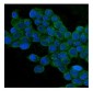 Anti-TJP1 Antibody Picoband™ (monoclonal, 3E12)