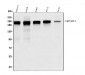 Anti-TJP1 Antibody Picoband™ (monoclonal, 3E12)