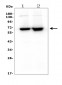 Anti-CD5 Antibody Picoband™ (monoclonal, 4E2)