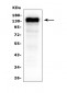 Anti-CD22 Antibody Picoband™ (monoclonal, 5E7)