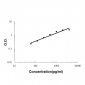 Anti-IL32 Antibody Picoband™ (monoclonal, 2I2)