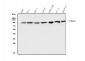 Anti-SAE2/UBA2 Antibody Picoband™ (monoclonal, 5B13)