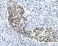 Anti-Cytokeratin 18 KRT18 Antibody Picoband™(monoclonal, 7I6)
