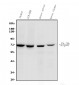 Anti-ZAP70 Antibody Picoband™(monoclonal, 6F12)