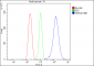 Anti-Hsc70 Antibody Picoband™(monoclonal, 3B6)