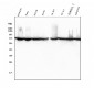 Anti-Hsc70 Antibody Picoband™(monoclonal, 3B6)