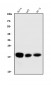 Anti-CD59 Antibody Picoband™(monoclonal, 3C10)