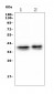 Anti-Musashi 1/Msi1 Antibody (monoclonal, 2B9)