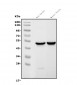 Anti-GFAP Antibody Picoband™ (monoclonal, 3F2)