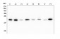 Anti-ATP5H in Antibody Picoband™ (monoclonal, 6B12)