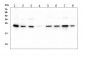 Anti-HMG4 Antibody Picoband™ (monoclonal, 7G13)